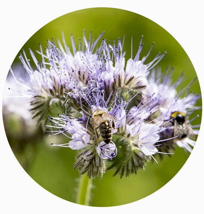 À propos - Apiculture du Gros-de-Vaud